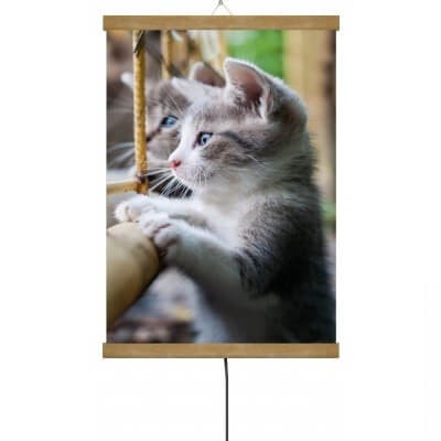 Тріо Котик